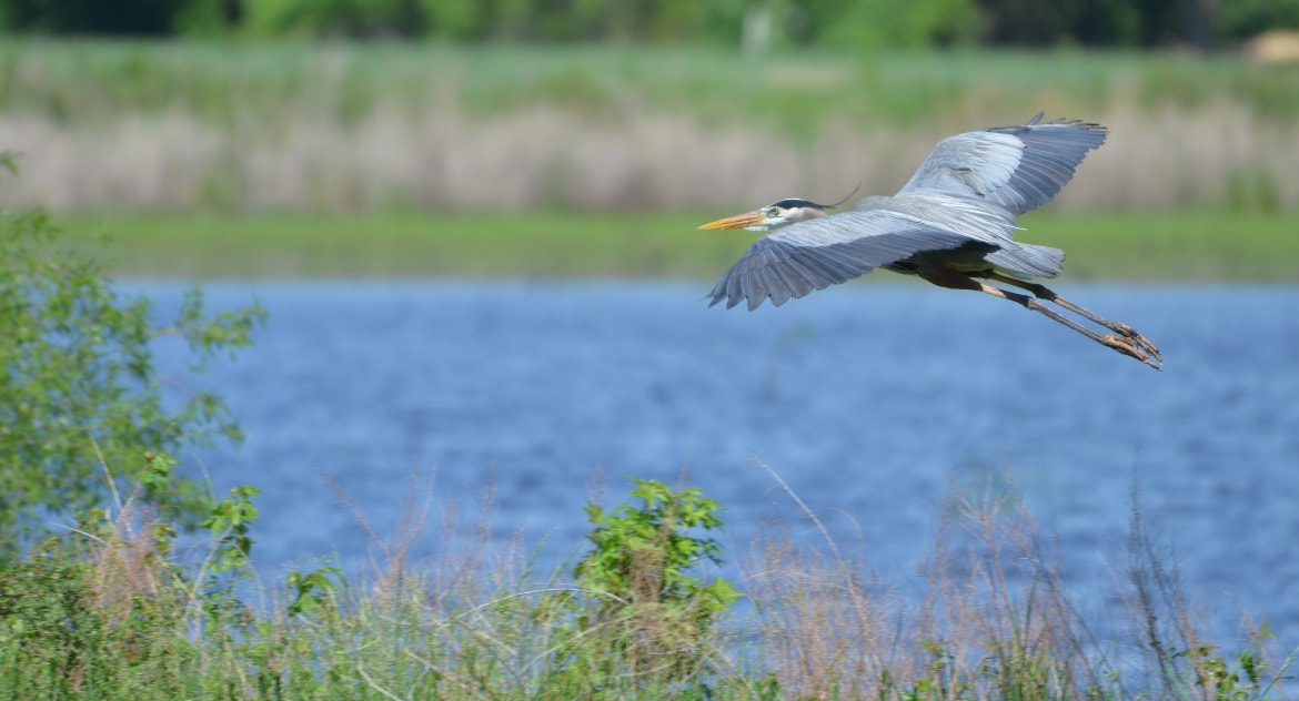 Blackwater Refuge Trail and Boardwalk