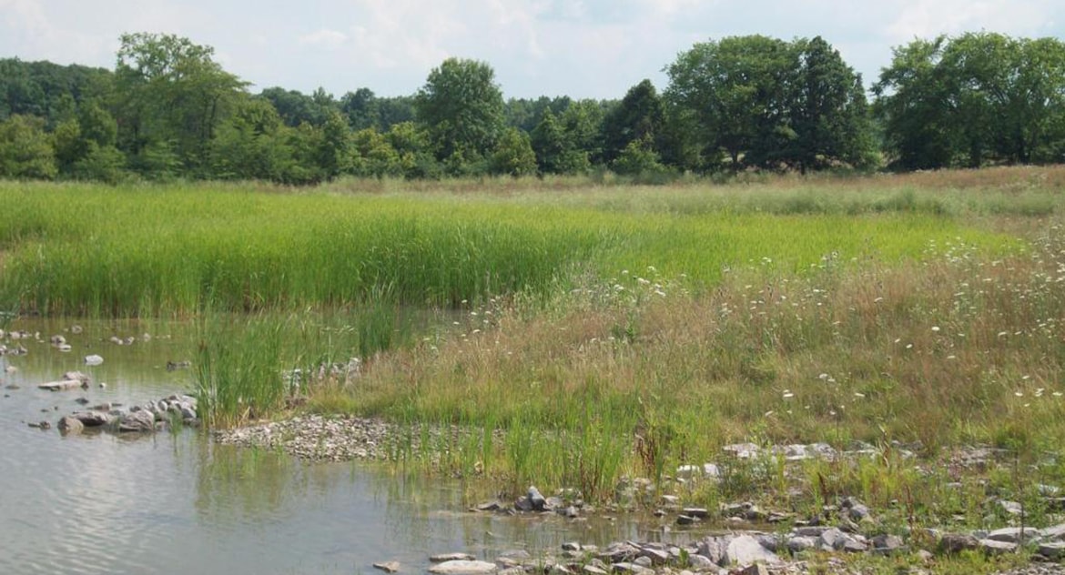 Honda Constructed Wetland Treatment System